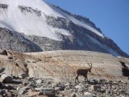 salendo sotto il ciarforon