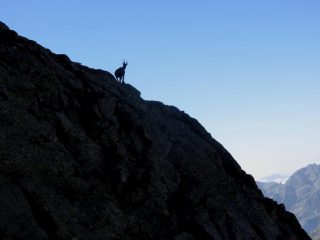 silhouette della padrona di casa, al 3° tiro...