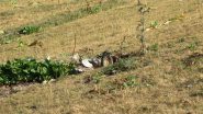 tante marmotte ci hanno allietato la salita