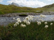 Eriophorum scheuchzeri in Valrossa con sullo sfondo il Kastelhorn