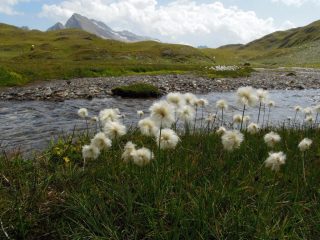 Eriophorum scheuchzeri in Valrossa con sullo sfondo il Kastelhorn