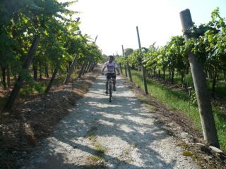 tra i vigneti di Caluso