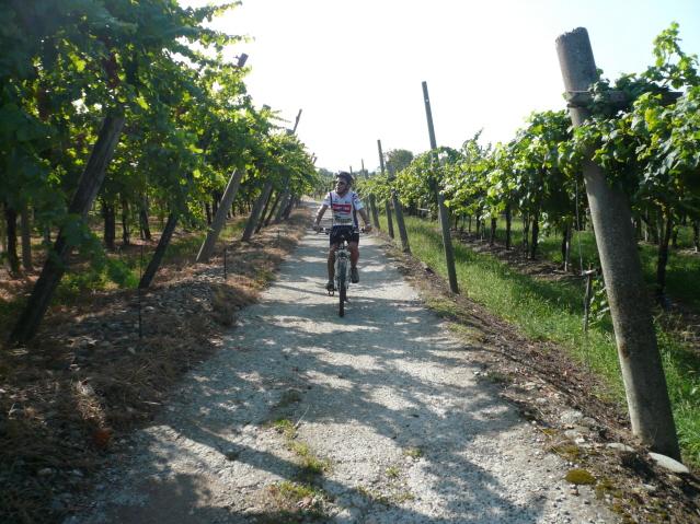 tra i vigneti di Caluso