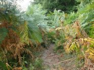 Single Forest Track