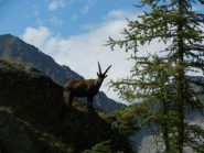 compagni di escursione