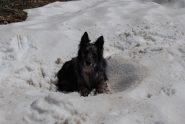 Frank e la sua macchia di neve 