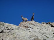 benvenuti al colletto gialin