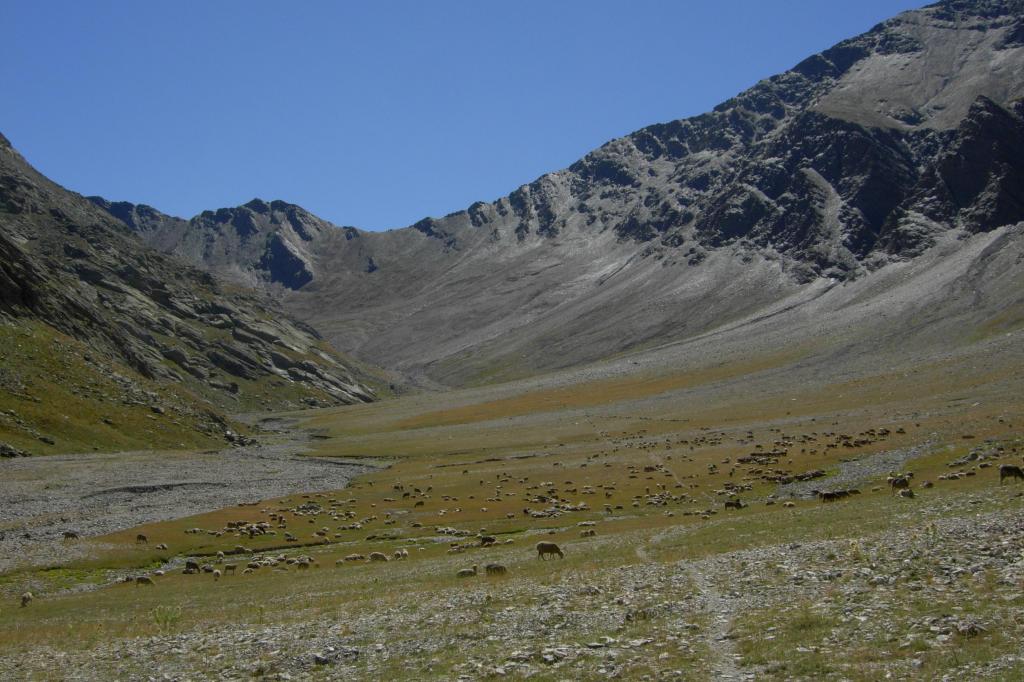 Parte alta del vallone e mille pecore