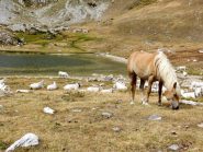 Mucche e cavallo al Raschera