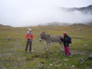 il mulo socievole....