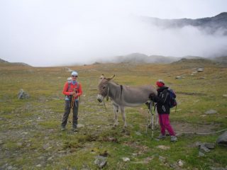 il mulo socievole....