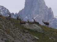 stambecchi sulla dorsale morenica...