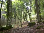 alberi di oltre 40 mt...
