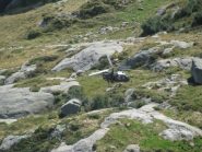 Arrivo dell'elicottero