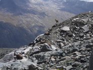stambecchi  sulle roccette lungo la discesa...