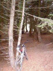 Pinetina a destra scendendo a inizio discesa