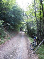 sterrato nel bosco fitto