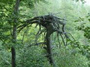 Particolare sul percorso