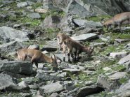 Altre giovani generazioni