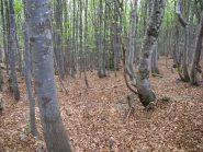Discesa dall'Aiona su 10cm di ... fogliame