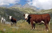 Mucche curiose