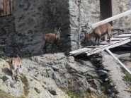 07 - natura che utilizza le infrastrutture dell'uomo