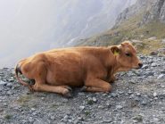 14 - questa foto simboleggia alla perfezione il mio stato di forma odierno