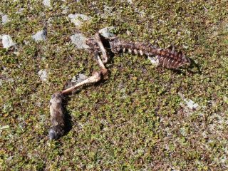 14 - nella Comba della Sassa, camoscio sbranato da.... lupi... forse...