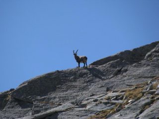 Il padrone di casa
