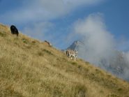 Simpatici incontri sotto la dorsale del Monte Arzola