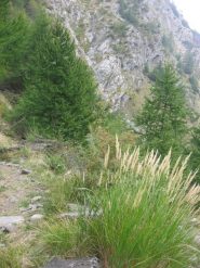 Vegetazione