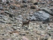 incontri ravvicinati