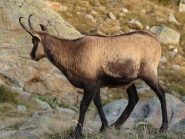giovane camoscio