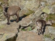 Stambecca con cucciolo
