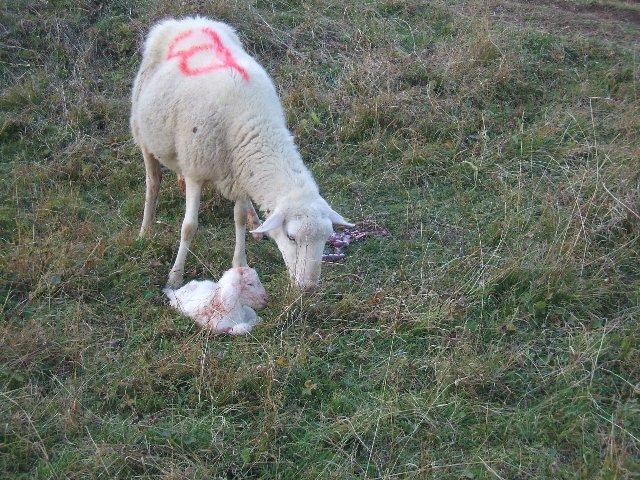 agnellino appena nato a Malga Pioda