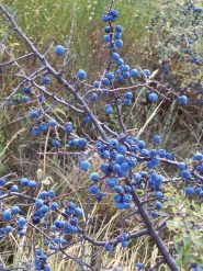 mille bacche blu