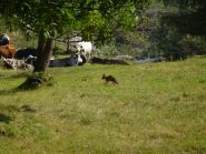 a campiglia una volpe passeggia tra le mucche al pascolo