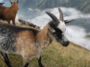 Capretto voglioso di coccole!