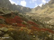 iil rosso delle foglie di mirtillo con il colle sullo sfondo