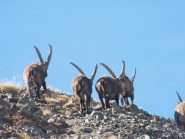 begli esemplari di stambecco (capra ibex)
