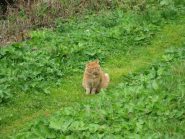 gatto (o tigre?) del rifugio
