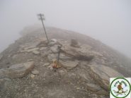 in cima