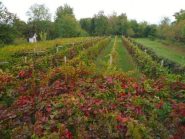 i vigneti di Miralta