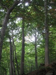 nel bel bosco di faggi
