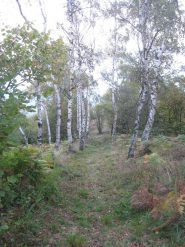 il sentiero quasi in vetta