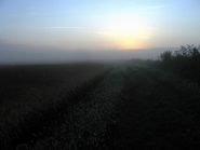 Risaie all' alba