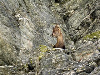 stambecco al colle