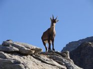 nei pressi del bivacco