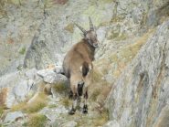 Stambecchino sulla cengia mediana