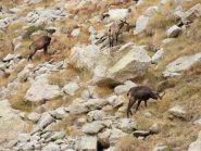 chamois!